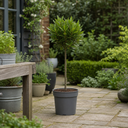 3L Bay Tree 60-70cm, Culinary Evergreen, Nursery Pots
