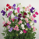 Set of 3 or 6 Large, Garden Ready Plants - Sweet Pea Mammoth Mix, 10.5 cm Rootballs