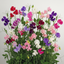 Set of 3 or 6 Large, Garden Ready Plants - Sweet Pea Mammoth Mix, 10.5 cm Rootballs