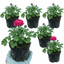 Set of 3 or 6 Ranunculus Vortex Hot Pink Persian Buttercup Plants, Spring Flowering, Outdoor Garden Ready, 1 Litre Root-Ball