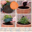 7 Colour Coordinated Plants - Tangerine Twist Theme Speedplanter, Garden Ready