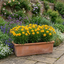 Set of 3 or 6 Coreopsis Presto Hardy Perennial Plants, Golden Yellow Summer Flowering, Outdoor Garden Ready, 1 Litre Root Ball