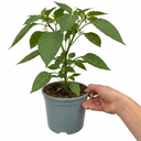Sweet Pepper Redskin Plant (2L Pot)