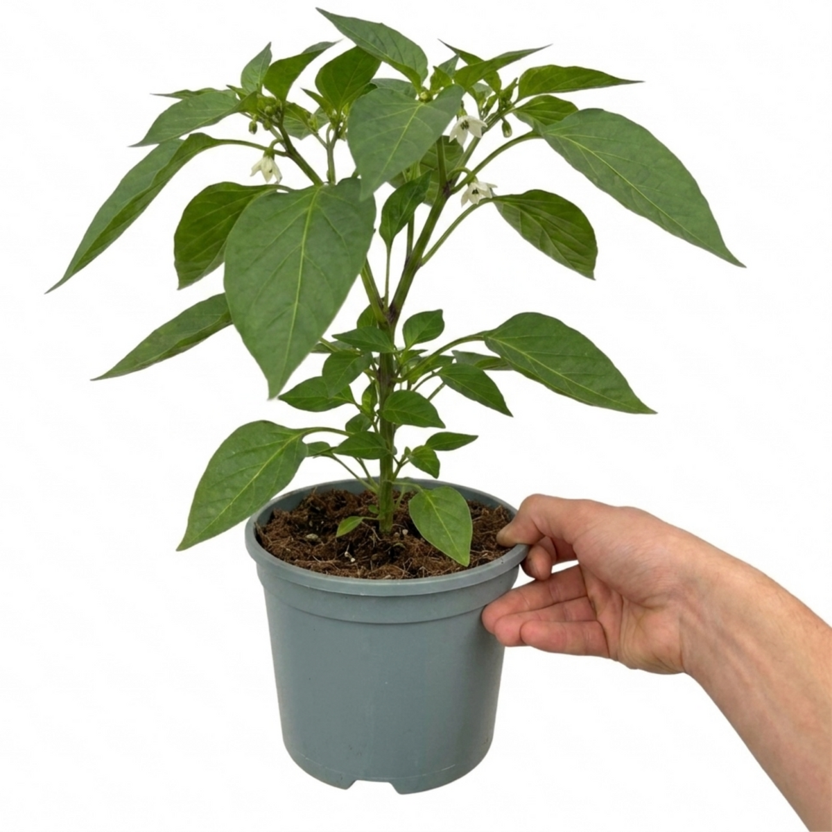 Sweet Pepper 'Redskin' – Compact Red Bell Pepper (2L Pot)