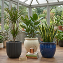 Dracaena Marginata Plant (1L Pot)