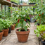 Set of 3 or 6 Large Chilli Pepper Plants - Padron Variety, Ready to Plant in Your Garden