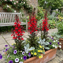 Lobelia Starship Scarlet Upright Plants (Set of 3 or 6)