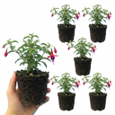 Fuchsia Tom Thumb Plants (Set of 3 or 6)