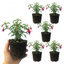 Set of 3 or 6 Large Plants - Fuchsia Tom Thumb, Ready to Plant in Your Garden, 1L Rootballs