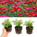 Argyranthemum Madeira Red Plants (Set of 3 or 6)