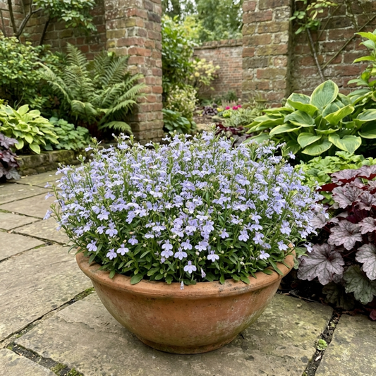 Terracotta bowl filled with pale lavender-blue lobelia flowers on fine green stems, on a garden terrace