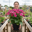 Pericallis Pop Epic Cerise Plant (5L Pot)
