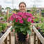 1 Large Senetti Plant - Pericallis Pop Epic Cerise, Bright Summer Flowering, 6.5 Litre Root-Ball