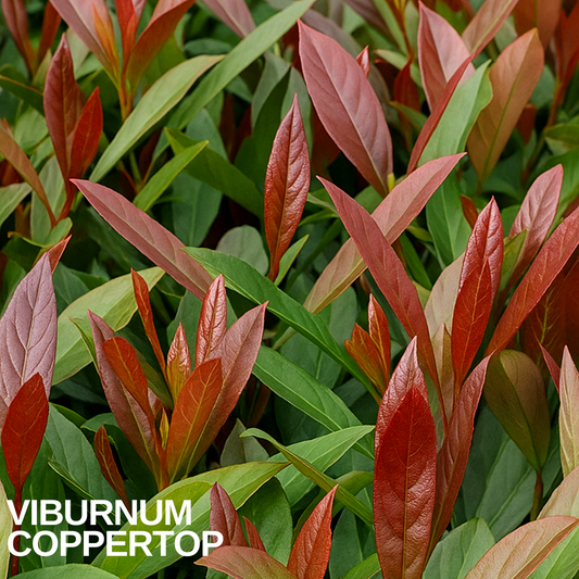 Close-up of glossy coppery-red new shoots against deep green foliage on a Viburnum tinus bush