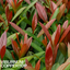 1 Large Plant - Viburnum Coppertop, Ready to Plant in Your Garden, 3L Rootball