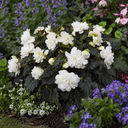 Begonia Non Stop Mocca White Plant (5L Pot)