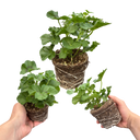 Geranium Sunflair Linda Pink Plants (Set of 3 or 6)