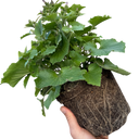 Senetti Deep Blue Plant (2L Pot)