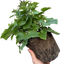 1 Large Bedding Plant - Senetti Deep Blue, Outdoor Garden Ready, 2L Pot