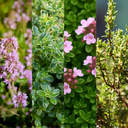 Thyme Growers Choice Mix Plants (Set of 3 or 6)