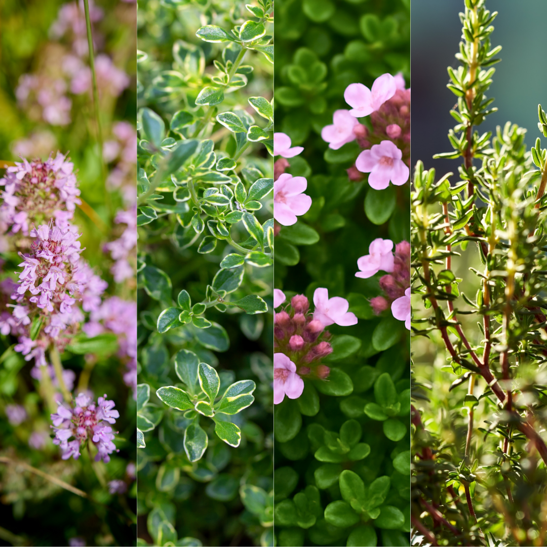 Thyme Growers Choice Mix – Culinary Thyme (Set of 3 or 6)