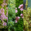 Set of 3 or 6 Large Herb Plants - Thyme Growers Choice Mix, Ready to Plant in Your Garden