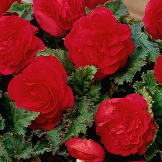 Rose-form scarlet double begonia flowers among crinkled green leaves