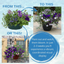7 Colour Coordinated Plants - Sea Blues Theme Speedplanter, Garden Ready