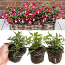 Set of 3 or 6 Large, Outdoor Garden Ready Plants - Fuchsia Bella Evita (Red & White)