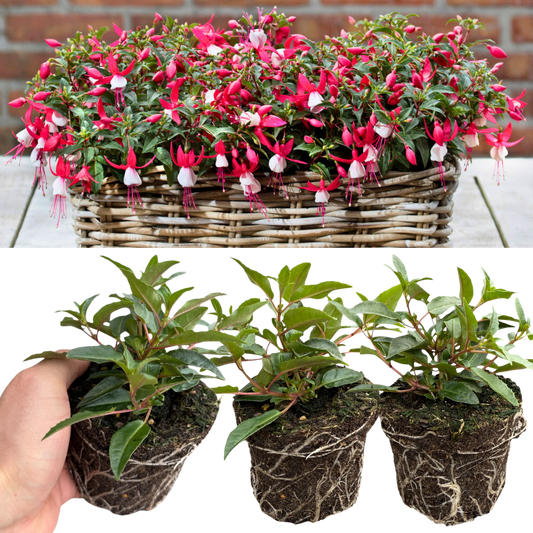 Fuchsia 'Bella Evita' – Red & White Bedding Fuchsia (Set of 3 or 6)