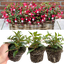Set of 3 or 6 Large, Outdoor Garden Ready Plants - Fuchsia Bella Evita (Red & White)