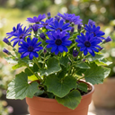Senetti Kobalt Blue Plants