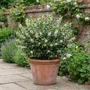 Osmanthus Burkwoodii Plants