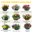 7 Colour Coordinated Plants - Brilliant Bling Theme Speedplanter, Garden Ready