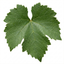 1 Grape Vitis Sulima White Vine Plant, Self Pollinating Hardy Outdoor Garden Ready, 3 Litre Root-Ball