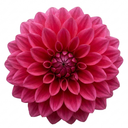 Dahlia Maggiore Deep Rose Plant (3L Pot)