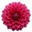 1 Large Plant - Dahlia Maggiore Deep Rose, Ready to Plant in Your Garden, 3L Pot