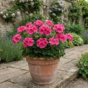 Geranium Calliope Deep Rose Plant (5L Pot)