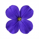 Aubrieta Kitte Blue Plants (Set of 3 or 6)