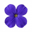 Set of 3 or 6 Large Plants - Aubrieta Kitte Blue, Ready to Plant in Your Garden, 1L