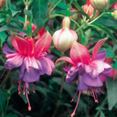 Fuchsia Bush Winston Churchill Plant (5L Pot)