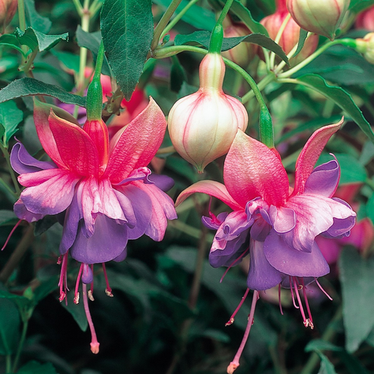 Double fuchsias with rose-pink sepals and violet-blue skirts, plus a plump pale bud