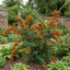 1 Pyracantha Saphyr Orange Firethorn Plant, Evergreen Hardy Hedge Climbing Shrub, 2 Litre Root Ball