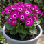 1 Senetti Magenta Bicolour Pericallis Plant, Outdoor Summer Flowering, 6.5 Litre Root-Ball