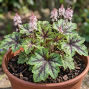 Tiarella Angel Wings Foam Flower Plants