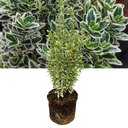 Euonymus White Spire Plant (2L Pot)