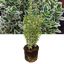1 Large Plant - Euonymus White Spire, Ready to Plant in Your Garden, 2L Pot