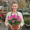 Geranium Calliope Hot Pink Plant (2L Pot)
