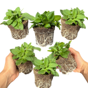 Petunia Surfinia Hot Pink Plants (Set of 3 or 6)