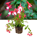 1 Large, Outdoor Garden Ready Plant - Fuchsia Snowcap, Peat Free 2L Pot